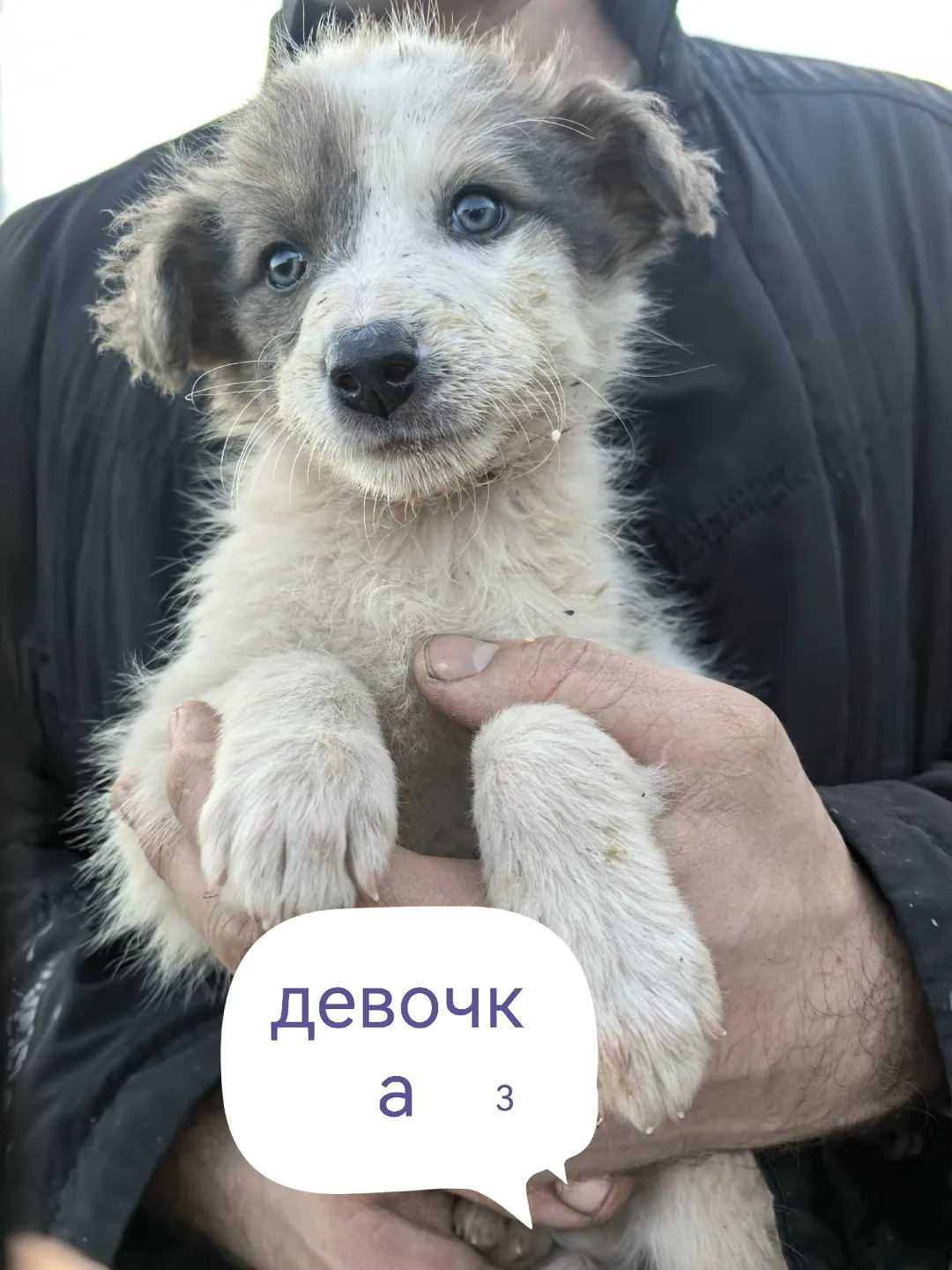 Найдена собака в Красноярске — фото питомца