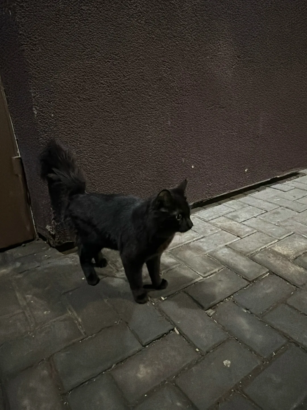 Найдена кошка в Красноярске — фото питомца