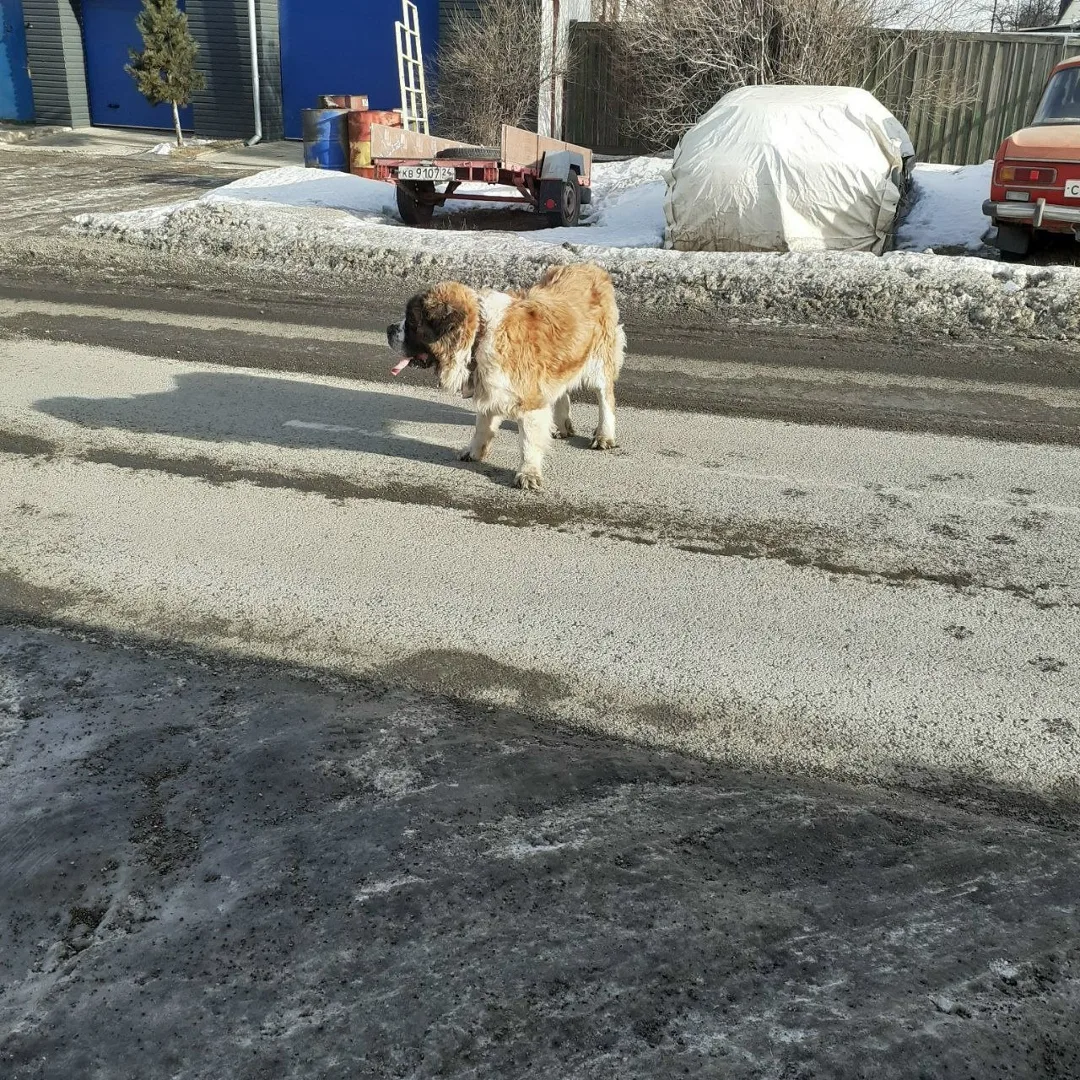 Найдена собака в Красноярске — фото питомца