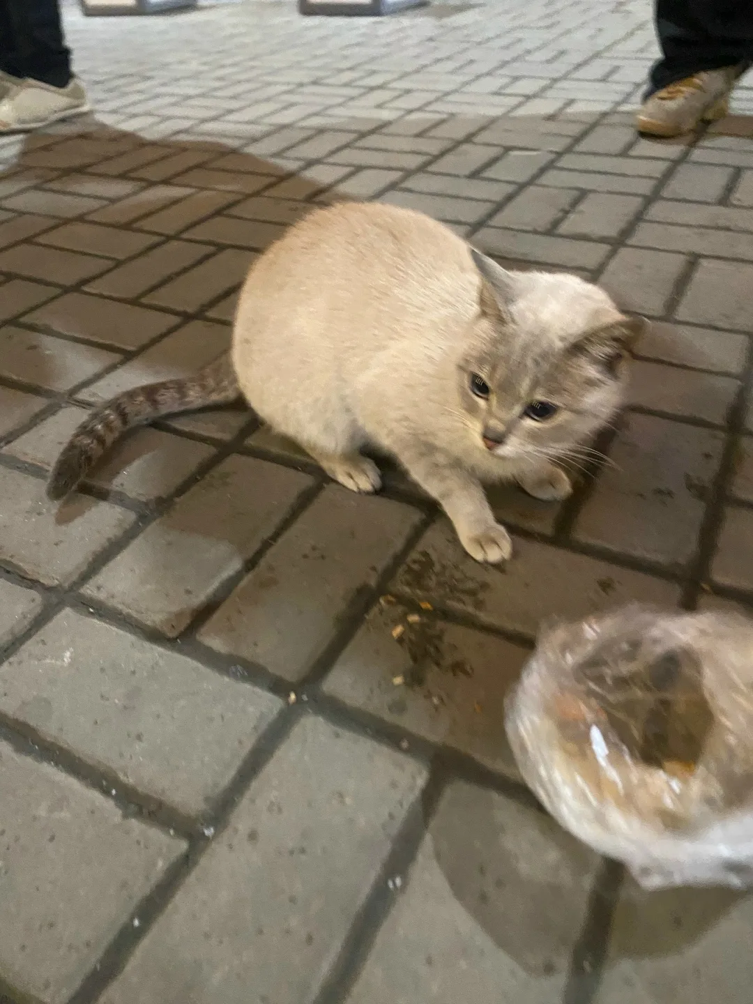 Найдена собака в Красноярске — фото питомца