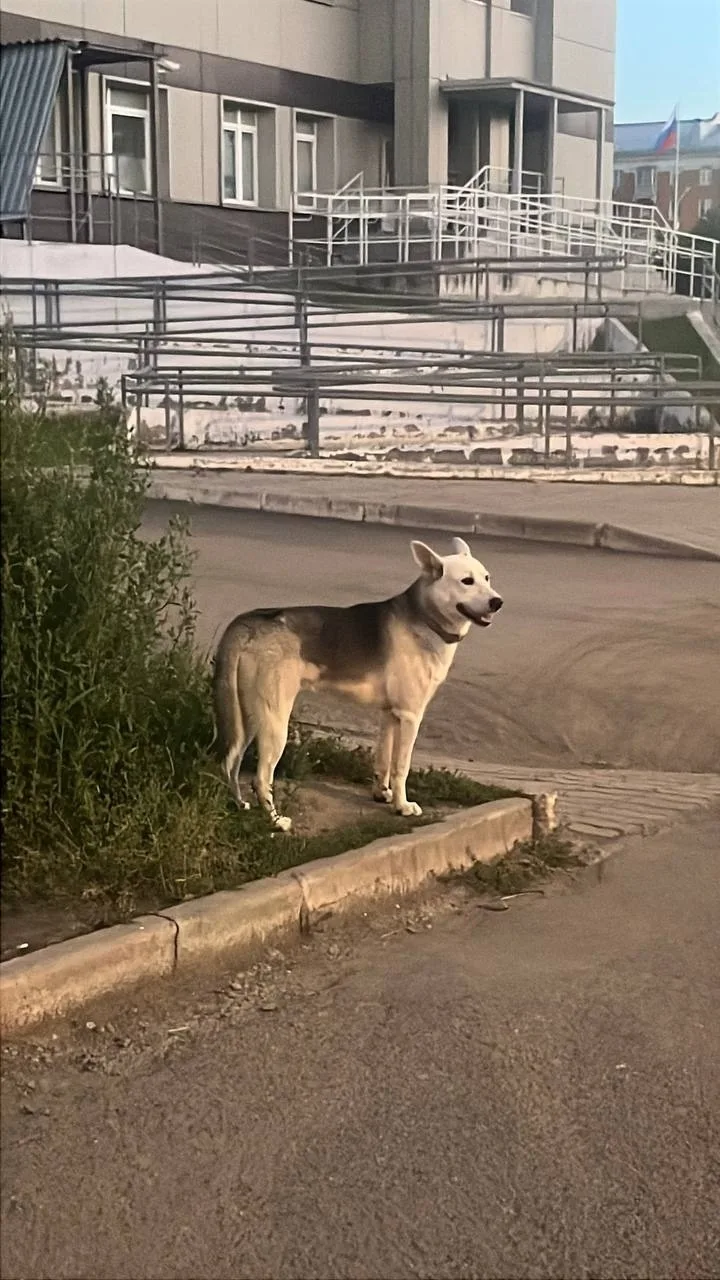 Найдена собака в Красноярске — фото питомца