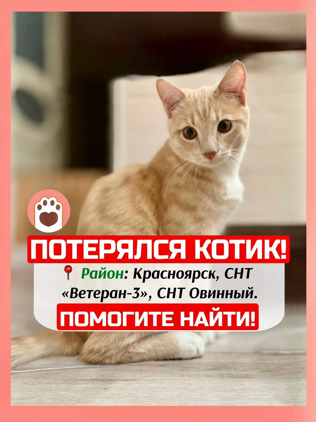 Найдена собака в Красноярске — фото питомца