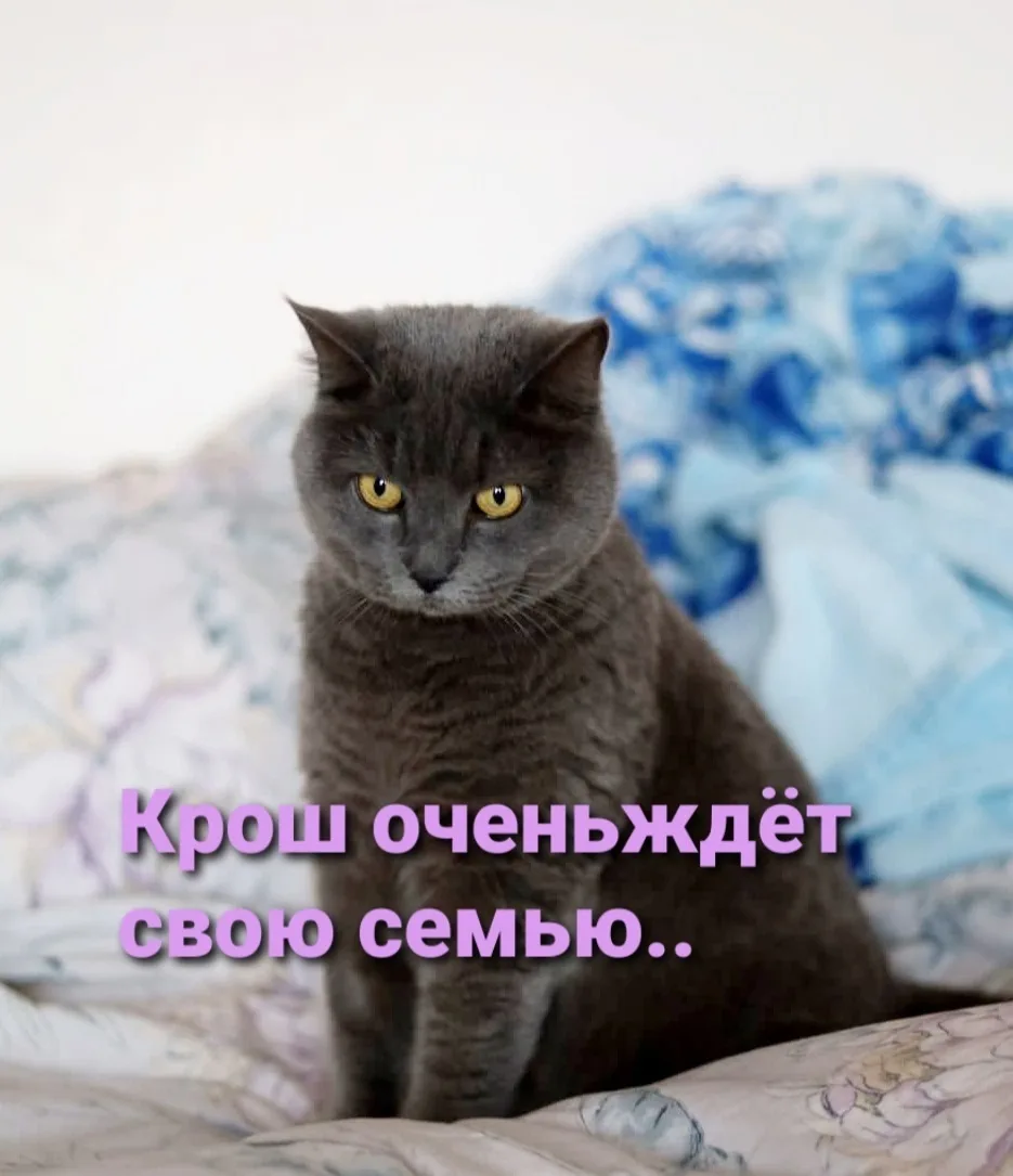 Найдена собака в Ростове-на-Дону — фото питомца