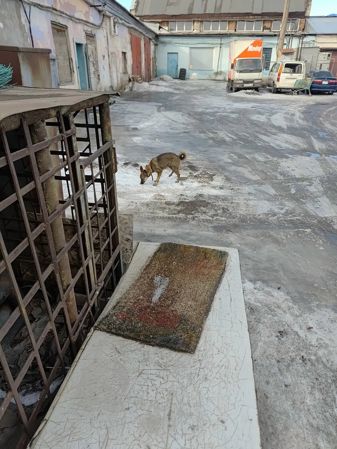 Найдена собака в Красноярске — фото питомца