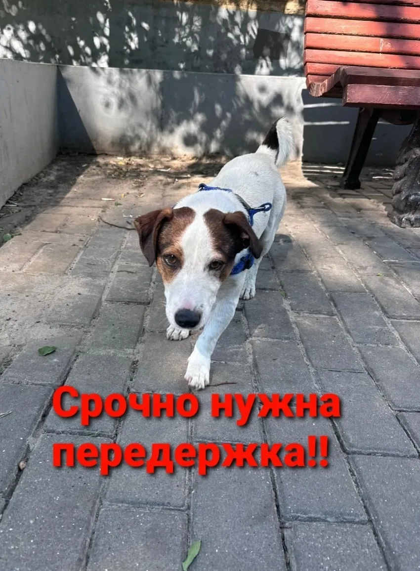 Найдена собака в Ростове-на-Дону — фото питомца
