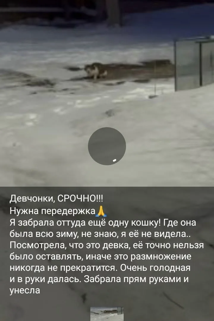 Найдена кошка в Красноярске — фото питомца