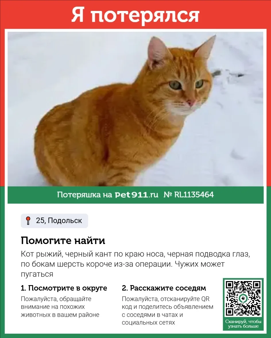 Пропала кошка в Москве — фото питомца