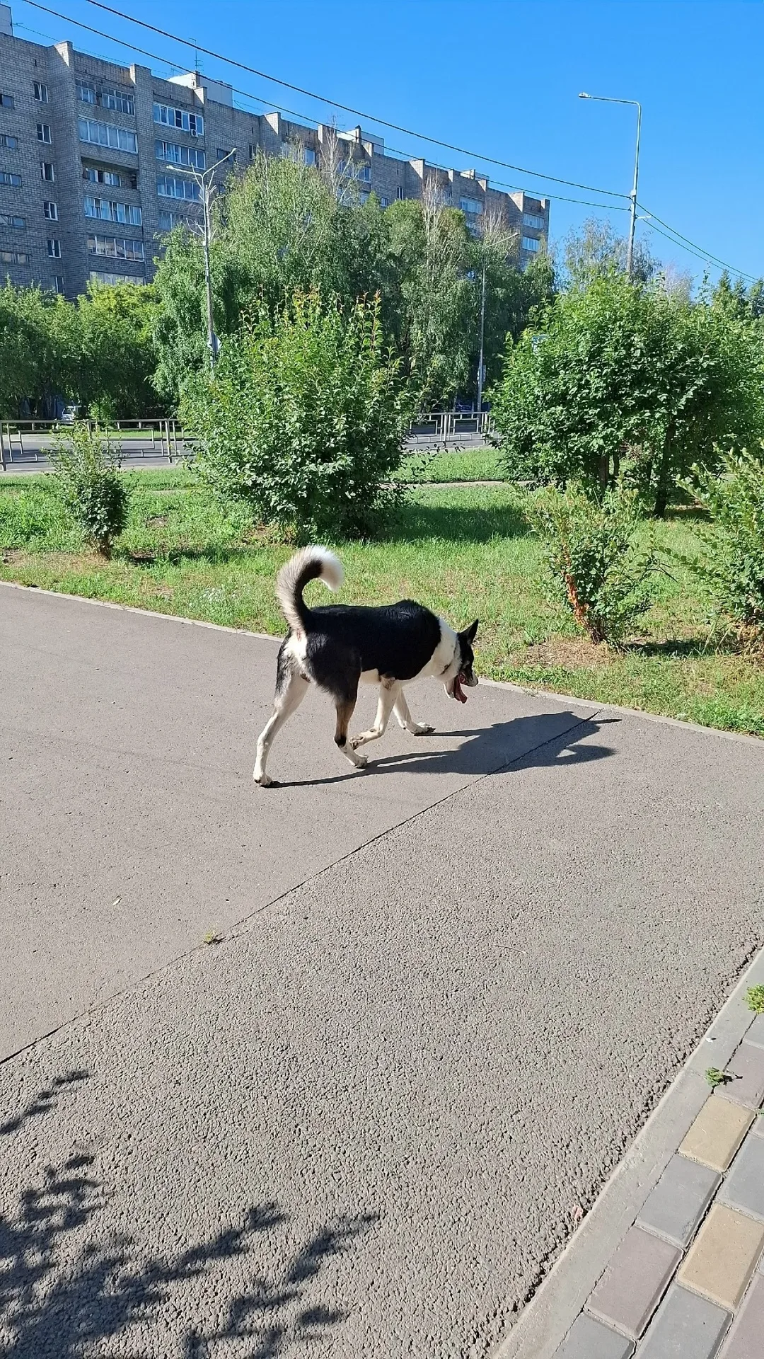 Найдена собака в Красноярске — фото питомца