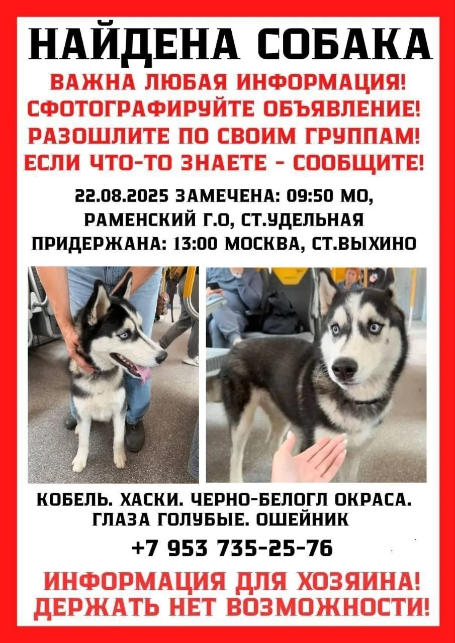 Найдена собака в Москве — фото питомца