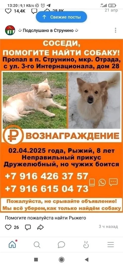 Пропала собака в Москве — фото питомца