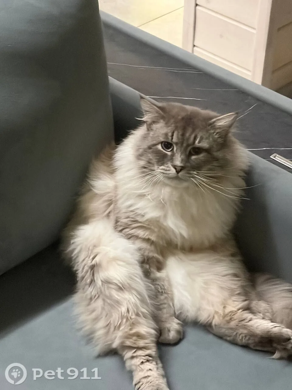 Пропала кошка в Москве — фото питомца