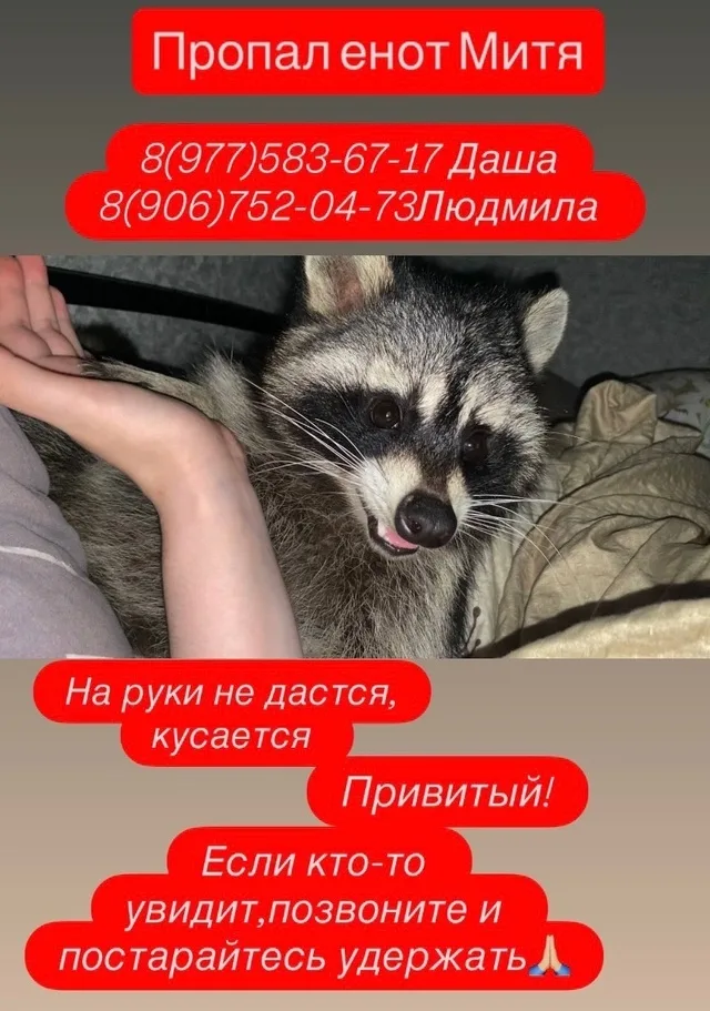 Пропала кошка в Москве — фото питомца