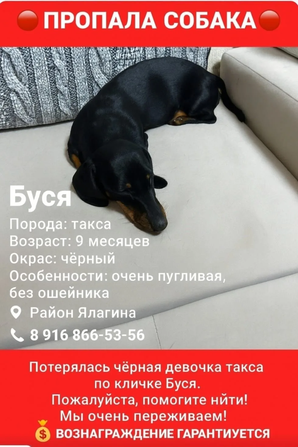 Пропала собака в Москве — фото питомца