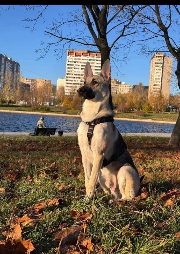 Найдена собака в Москве — фото питомца