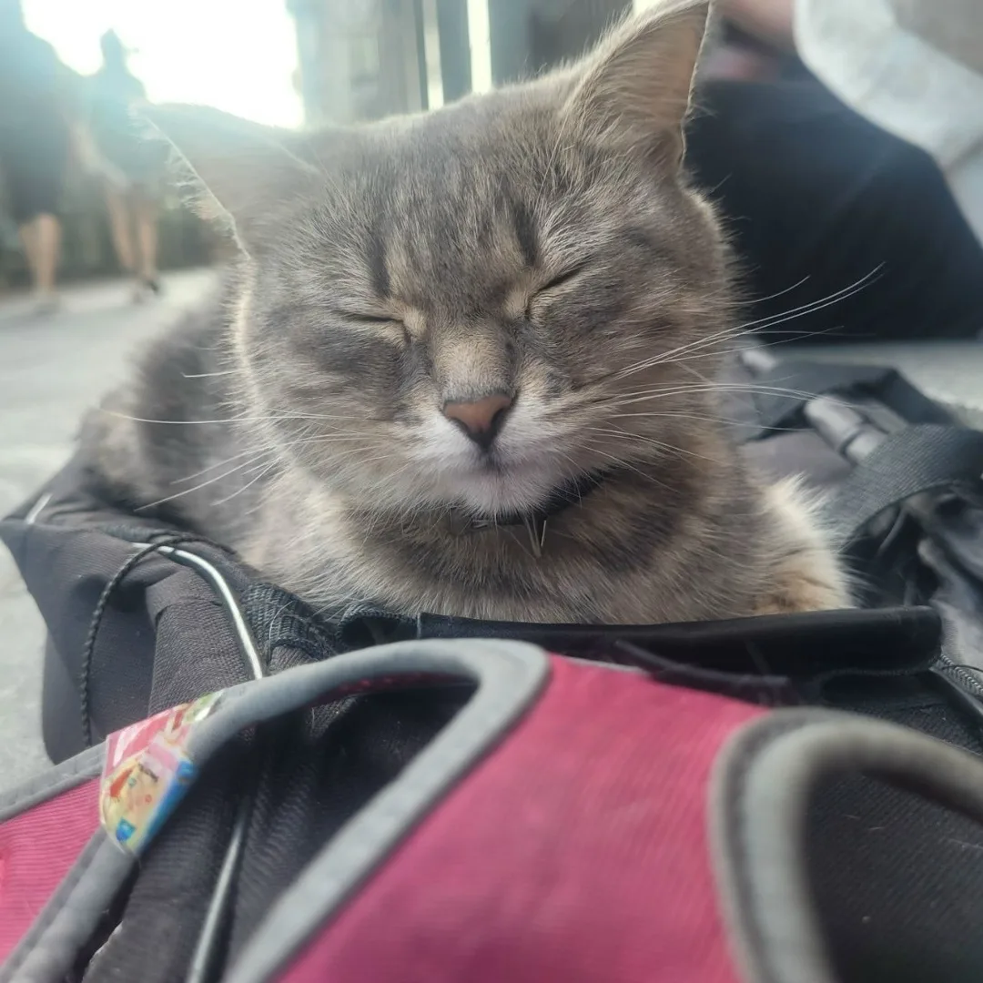 Пропала кошка в Москве — фото питомца