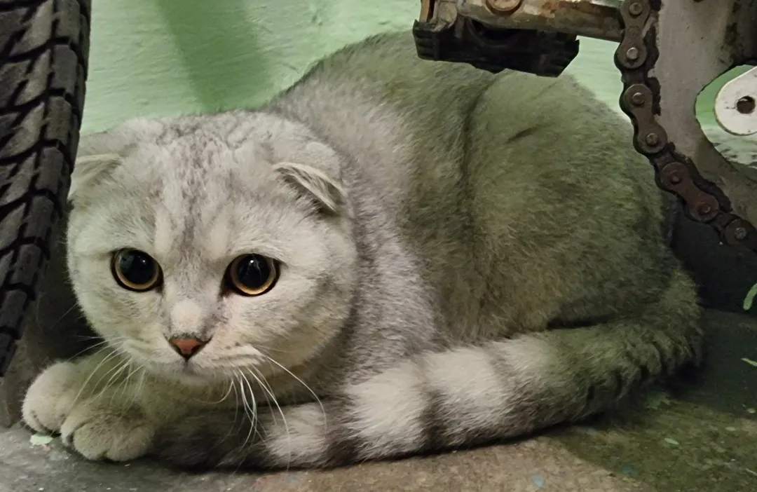 Найдена кошка в Москве — фото питомца