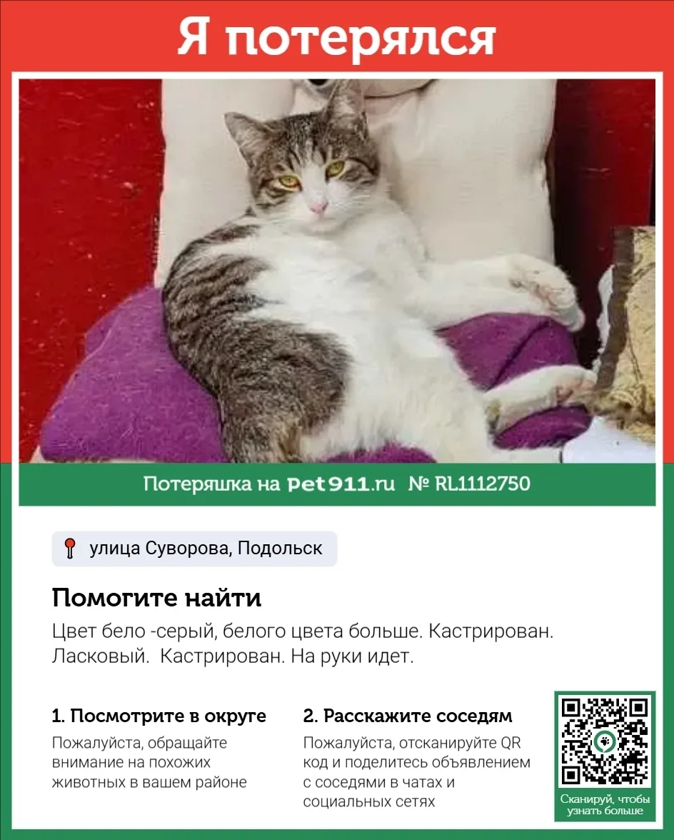 Пропала кошка в Москве — фото питомца