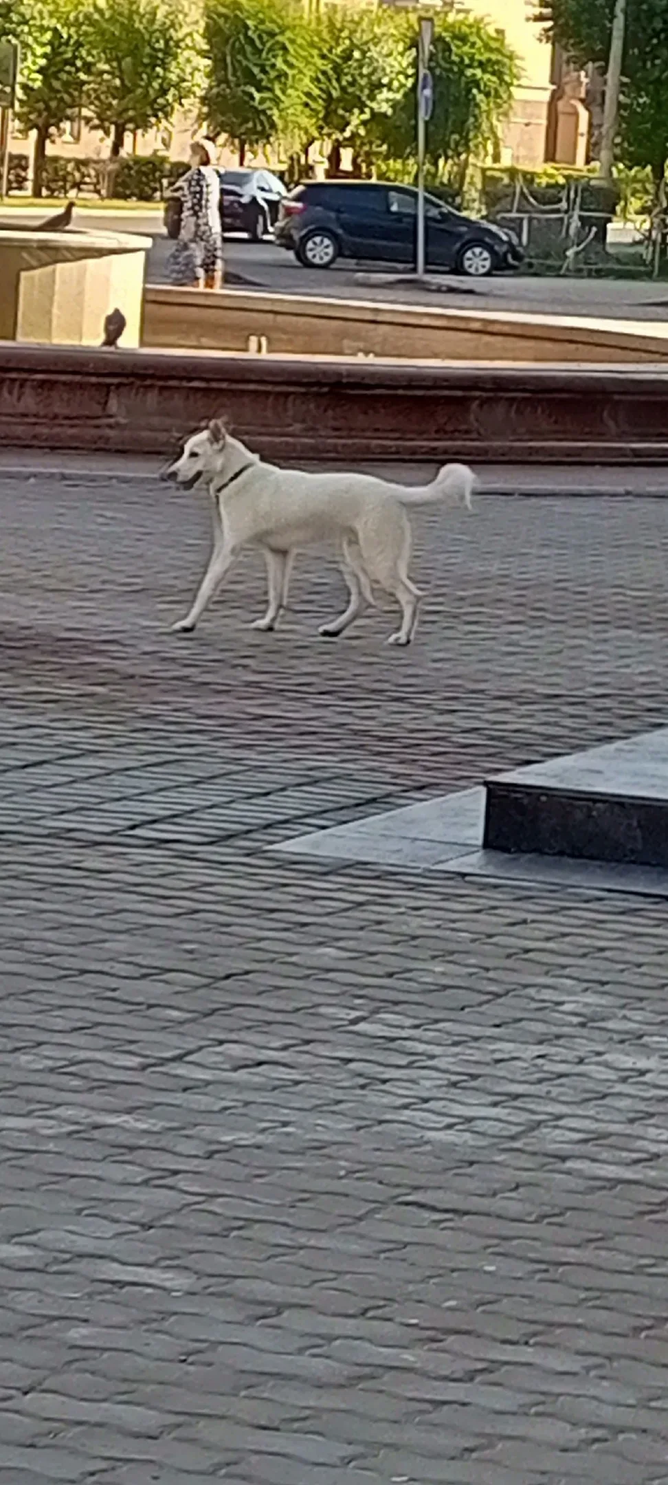 Найдена собака в Красноярске — фото питомца