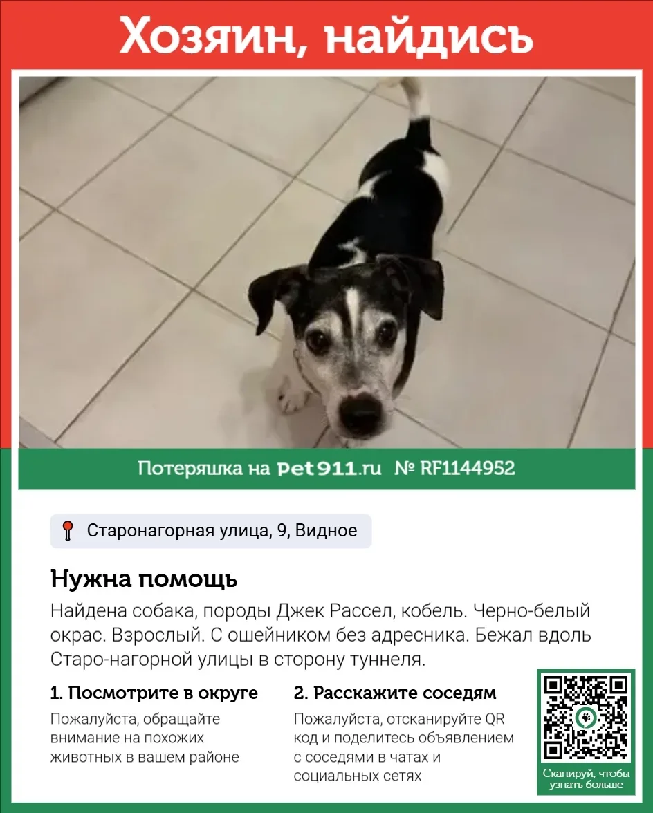Найдена собака в Москве — фото питомца