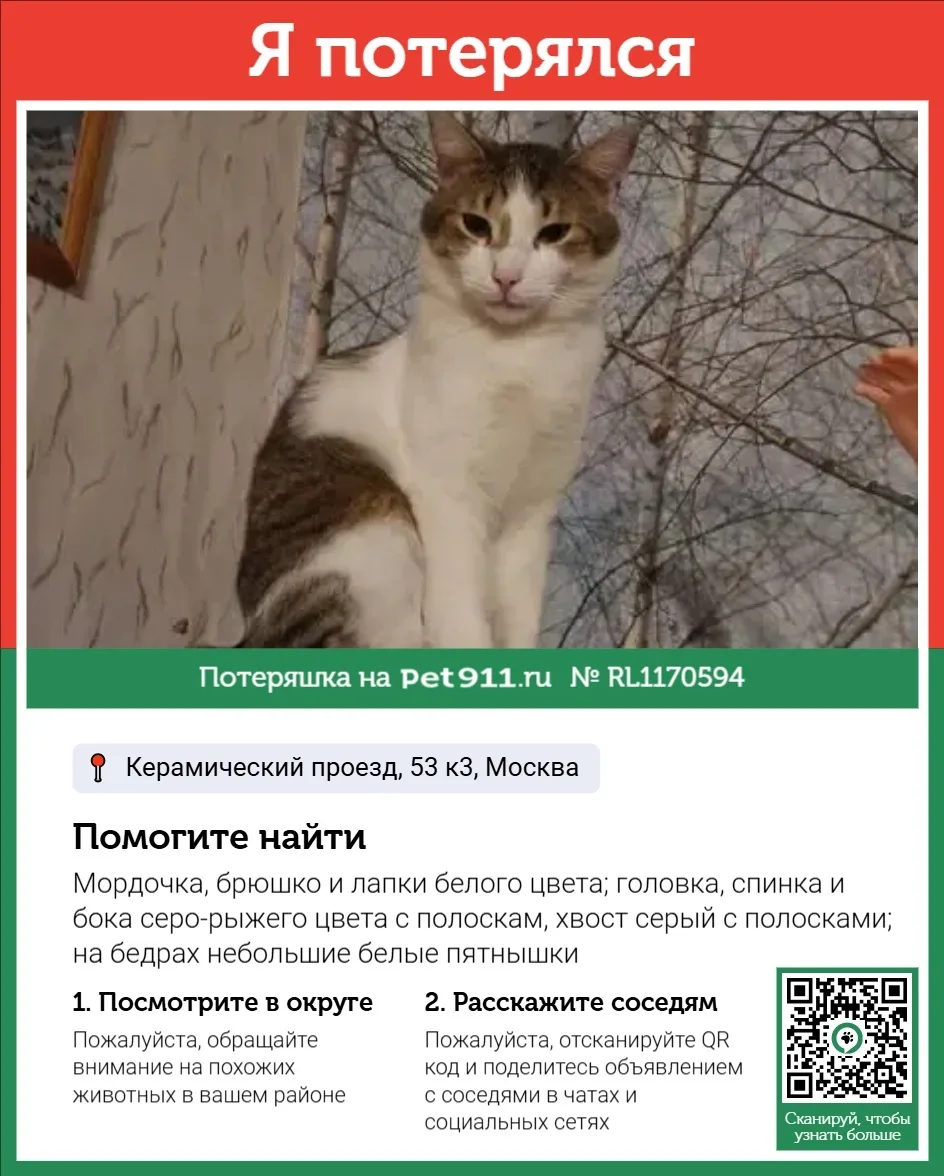 Пропала кошка в Москве — фото питомца