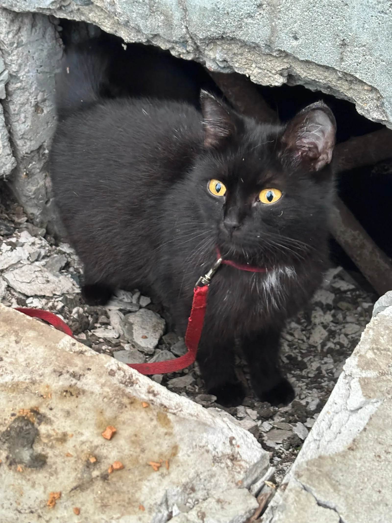 Пропала кошка в Кургане — фото питомца