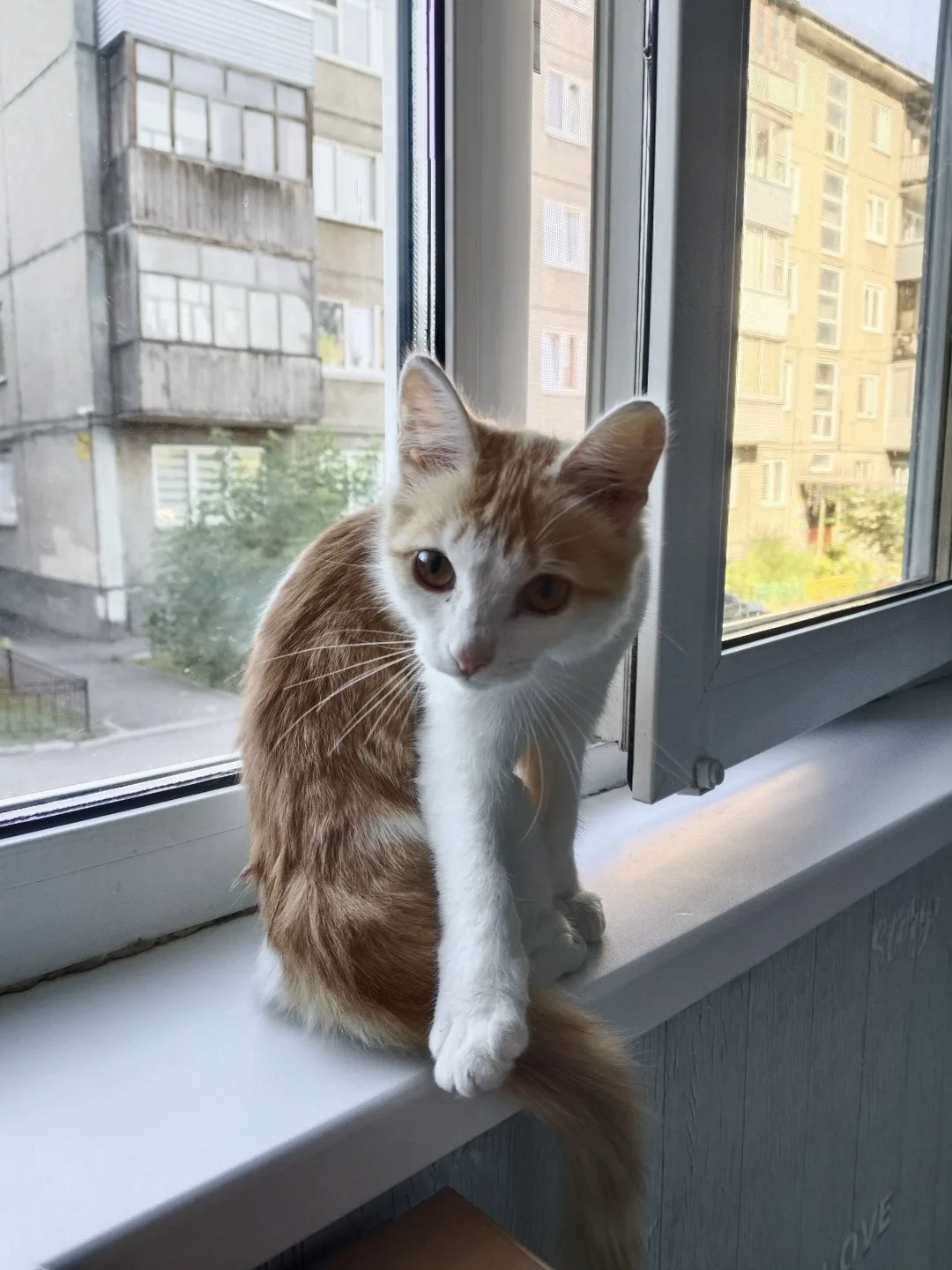 Найдена собака в Красноярске — фото питомца
