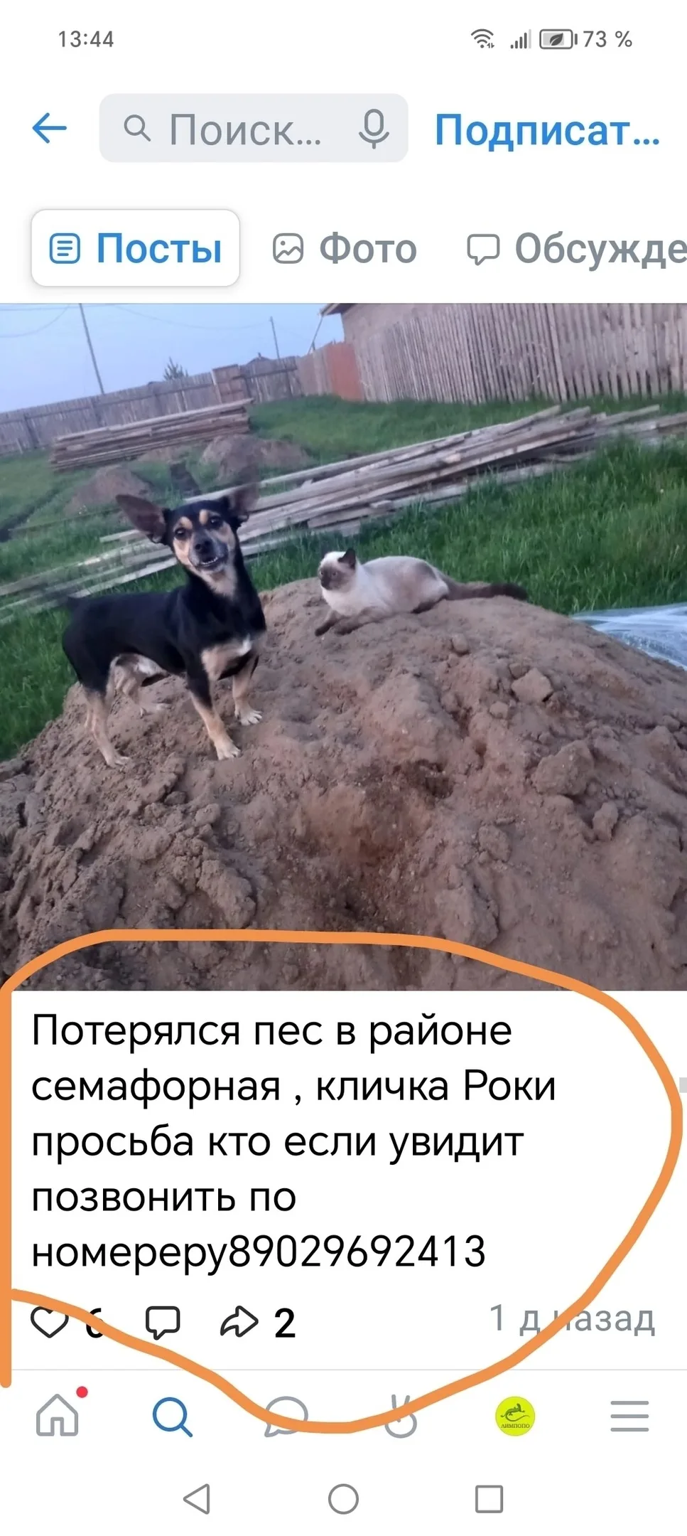 Найдена собака в Красноярске — фото питомца