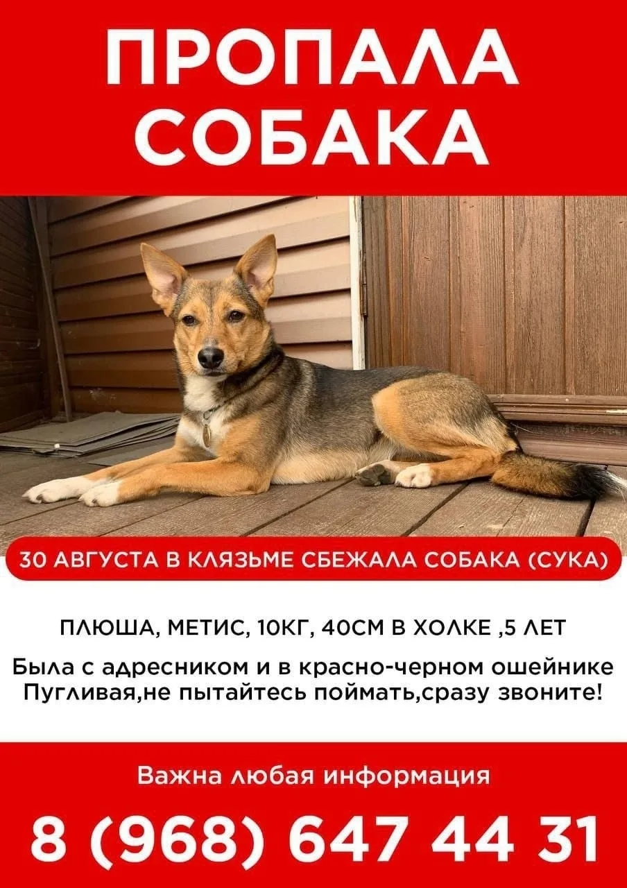 Пропала собака в Москве — фото питомца
