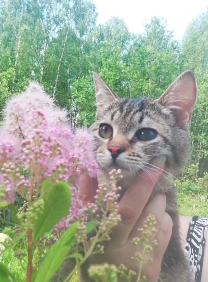 Найдена собака в Москве — фото питомца