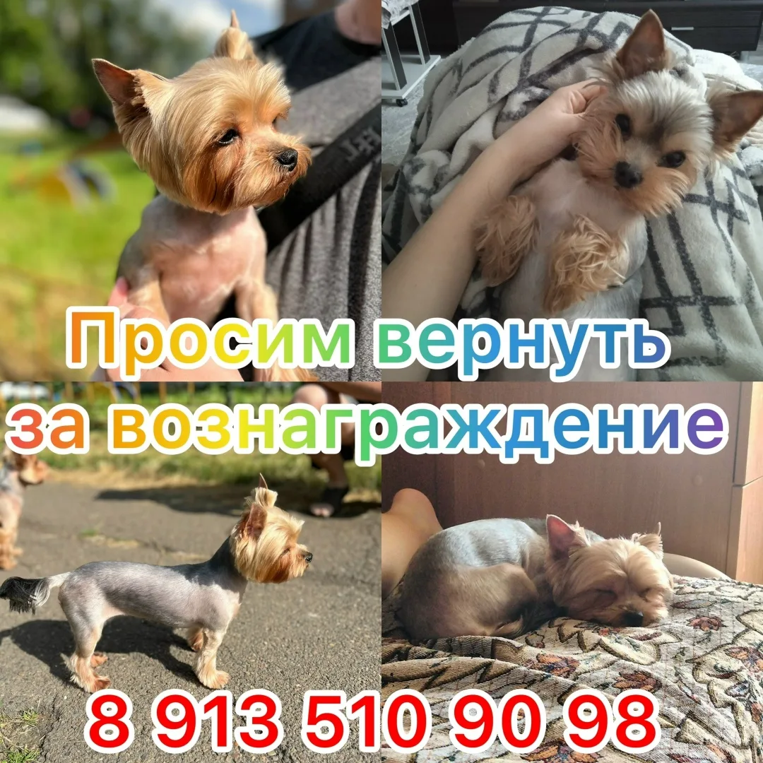 Найдена собака в Красноярске — фото питомца