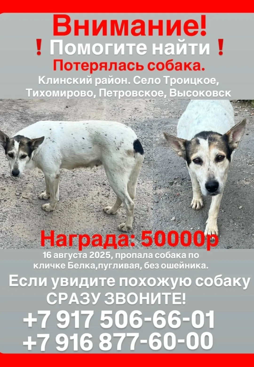 Пропала собака в Москве — фото питомца