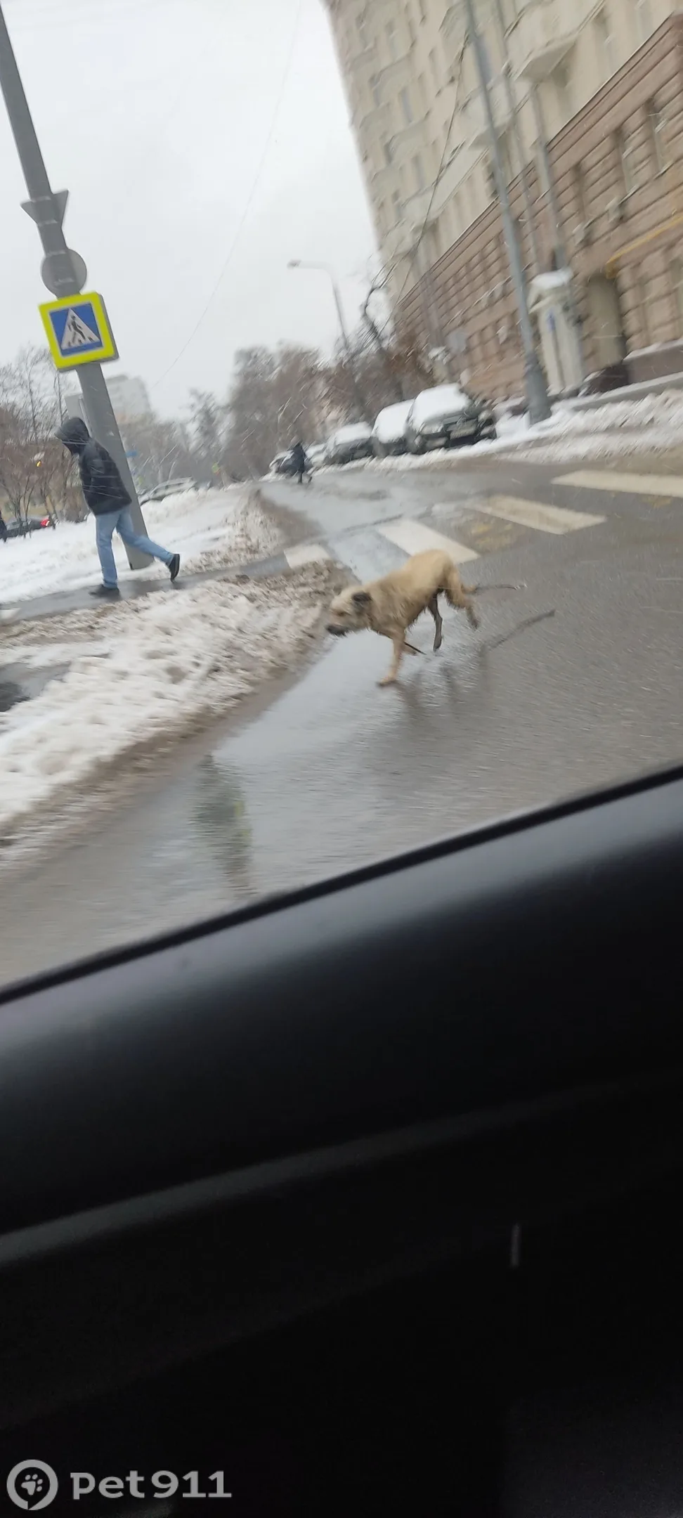 Найдена собака в Москве — фото питомца