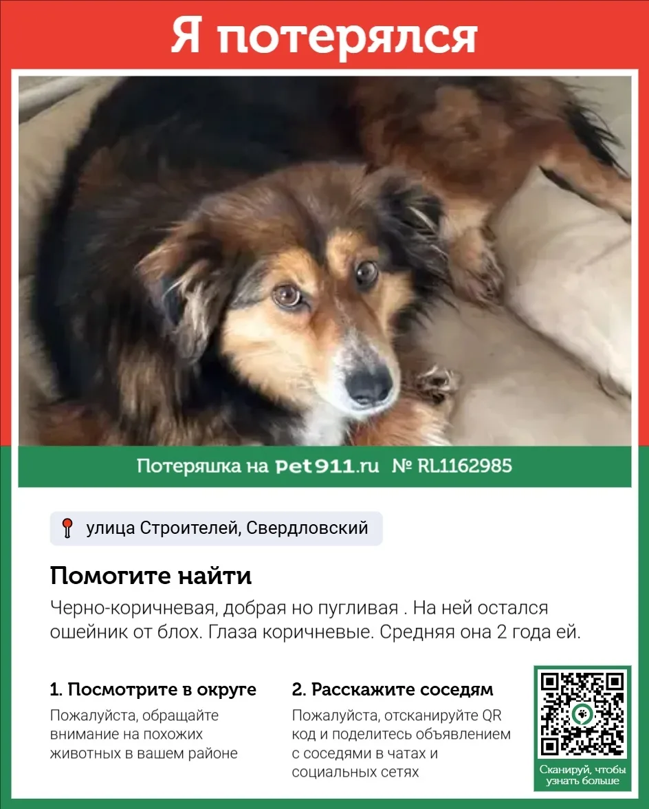 Пропала собака в Москве — фото питомца