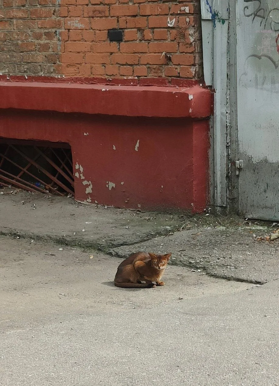 Найдена кошка в Москве — фото питомца