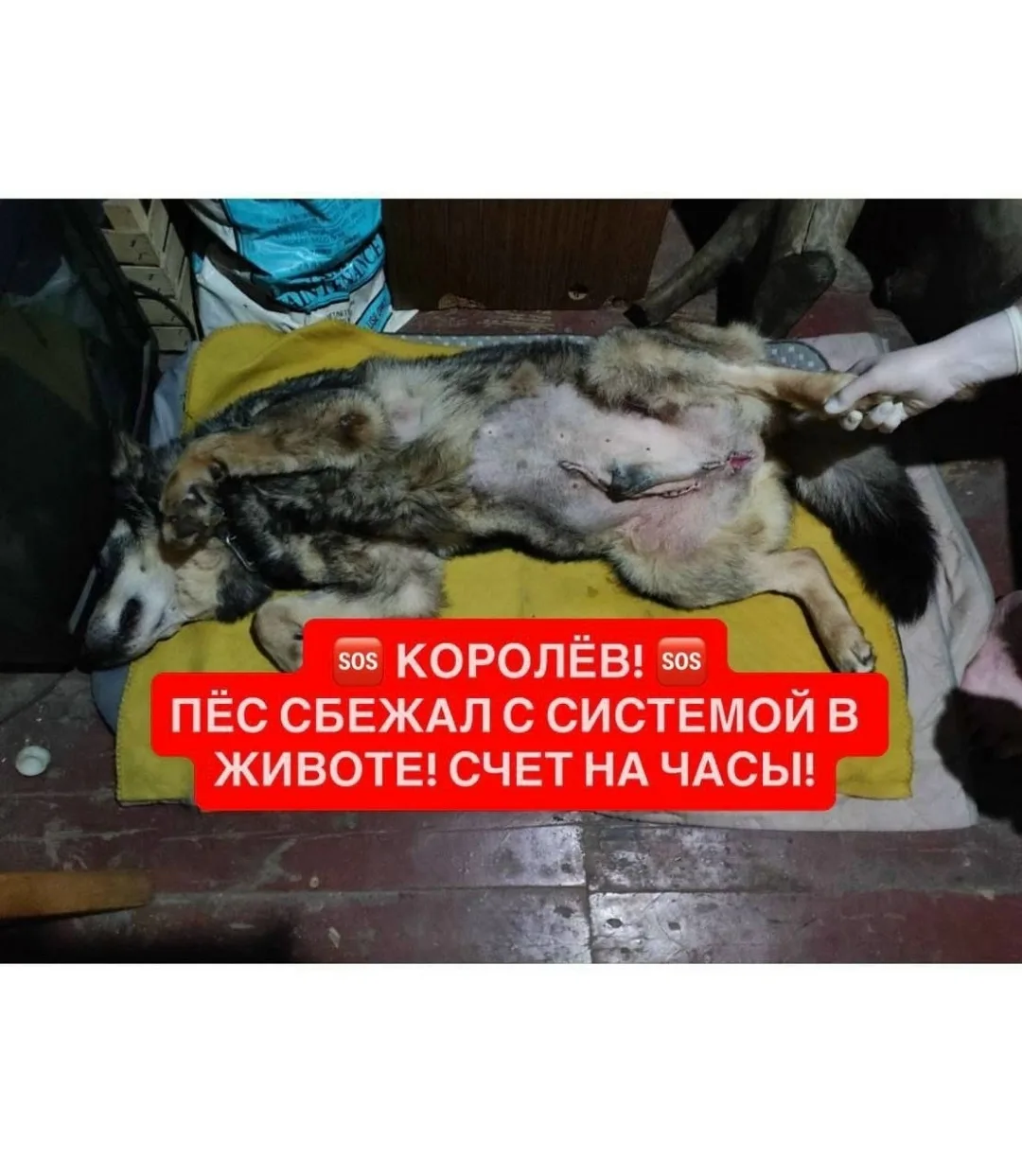 Пропала собака в Москве — фото питомца