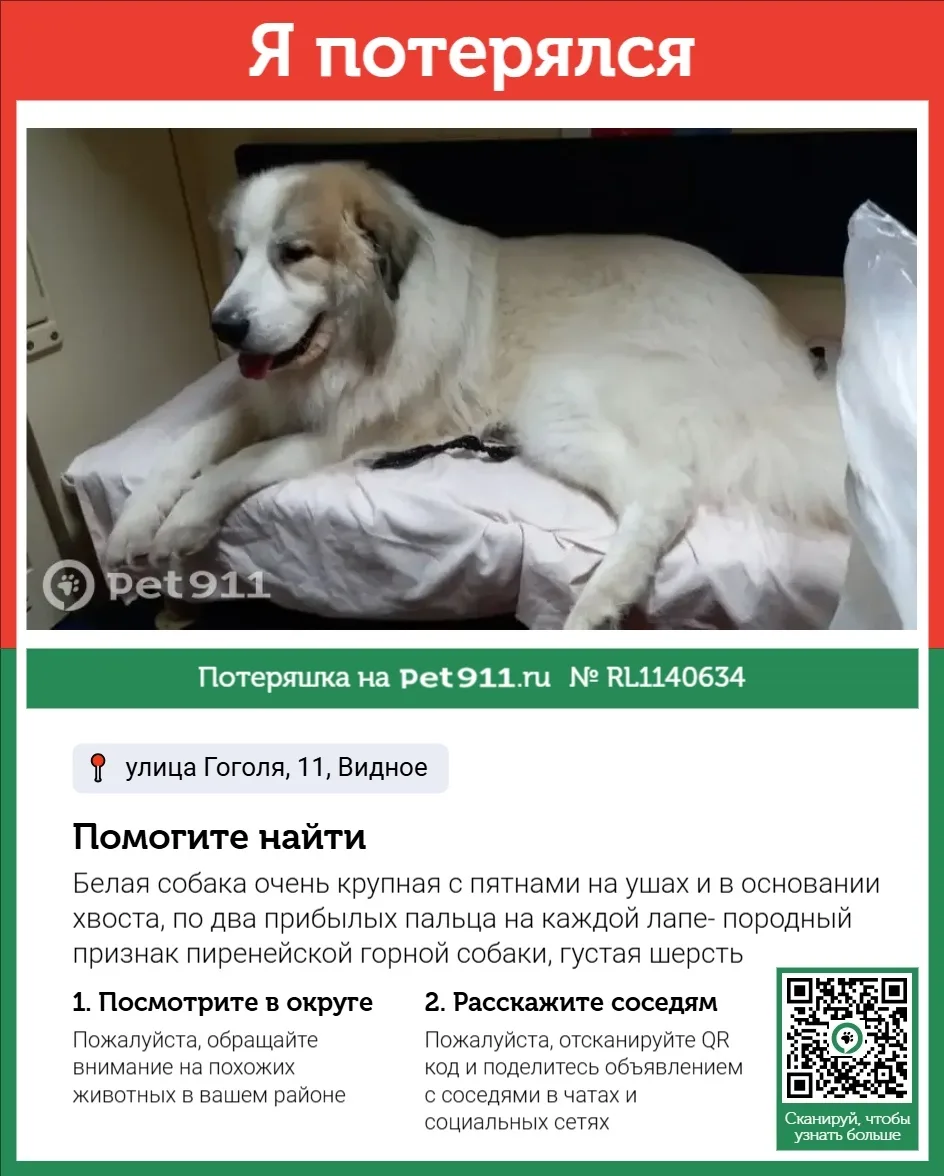 Пропала собака в Москве — фото питомца