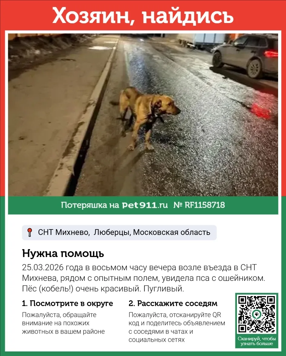 Найдена собака в Москве — фото питомца