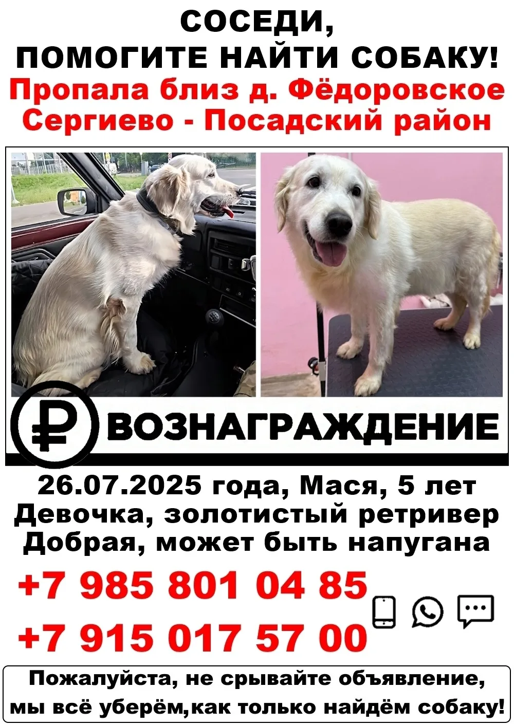 Пропала собака в Москве — фото питомца
