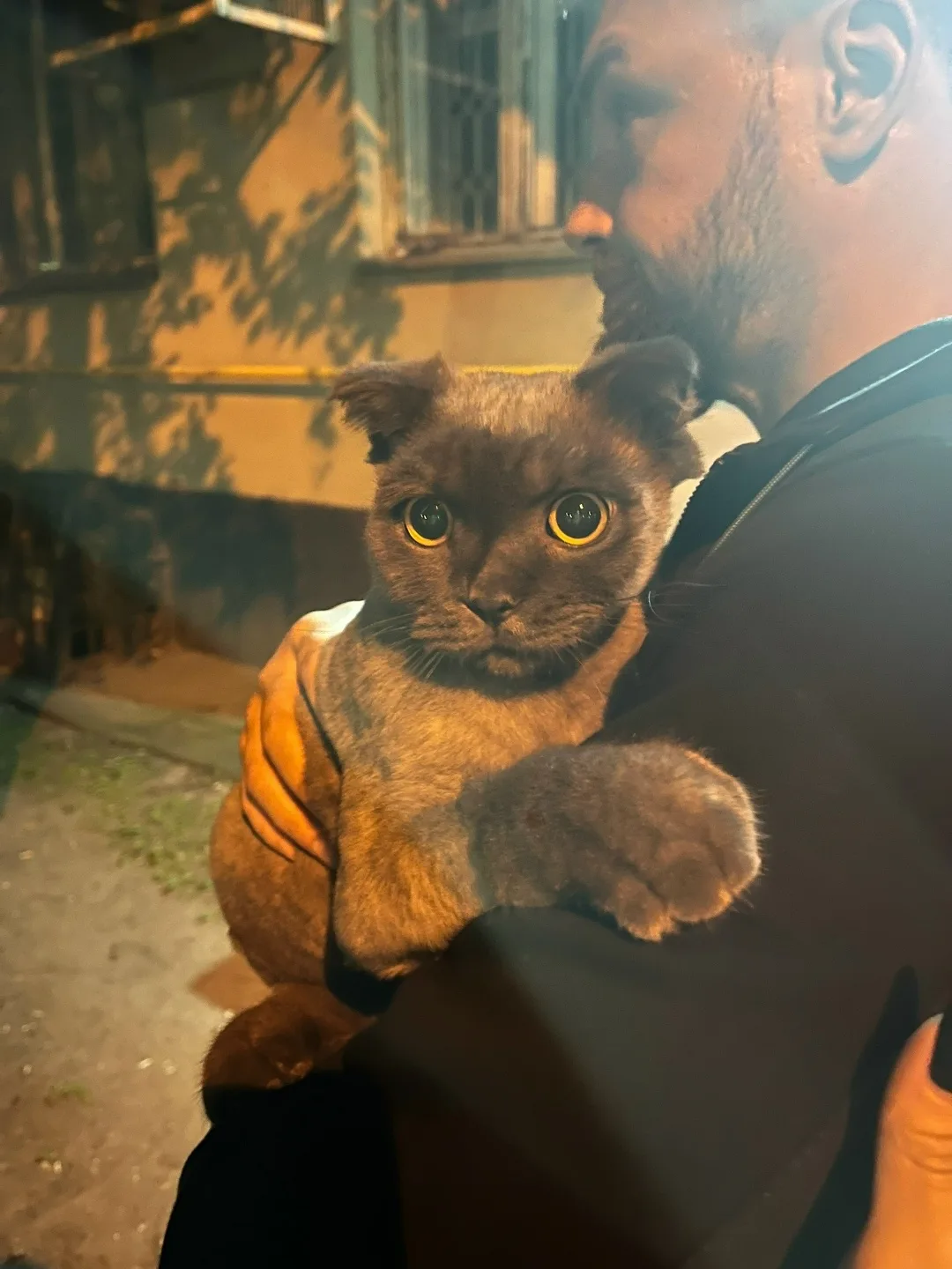 Найдена кошка в Москве — фото питомца