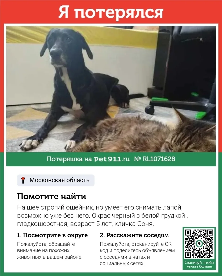 Пропала собака в Москве — фото питомца