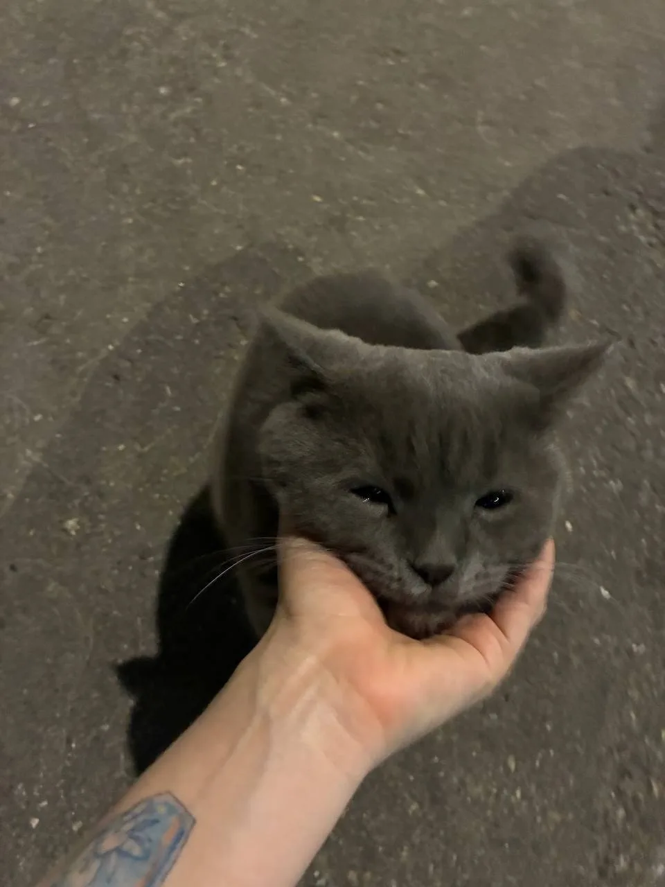 Найдена кошка в Москве — фото питомца