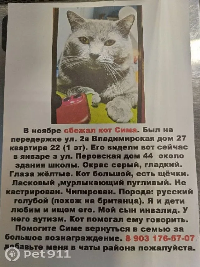 Пропала кошка в Москве — фото питомца