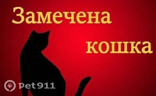 Найдена кошка в Москве — фото питомца