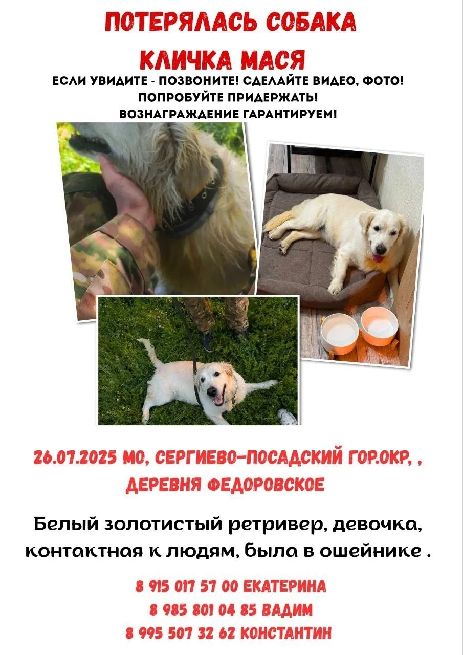 Пропала собака в Москве — фото питомца