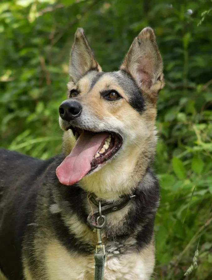 Найдена собака в Москве — фото питомца
