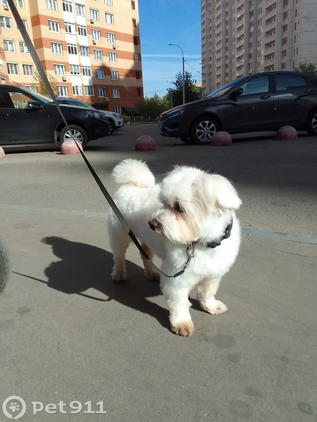 Пропала собака в Москве — фото питомца