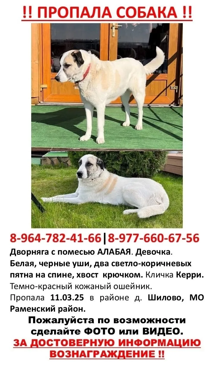 Пропала собака в Москве — фото питомца