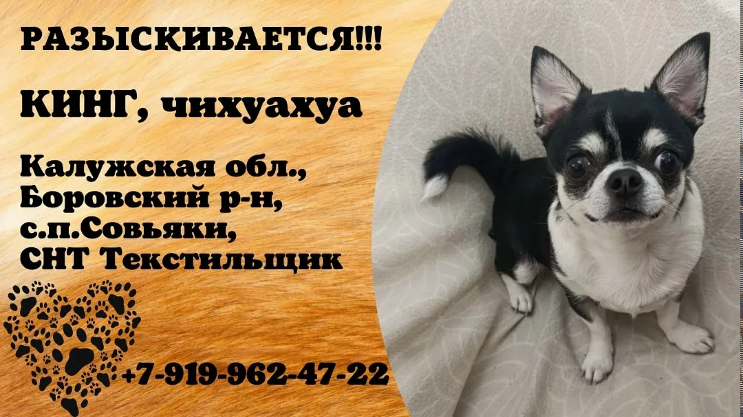 Пропала собака в Москве — фото питомца