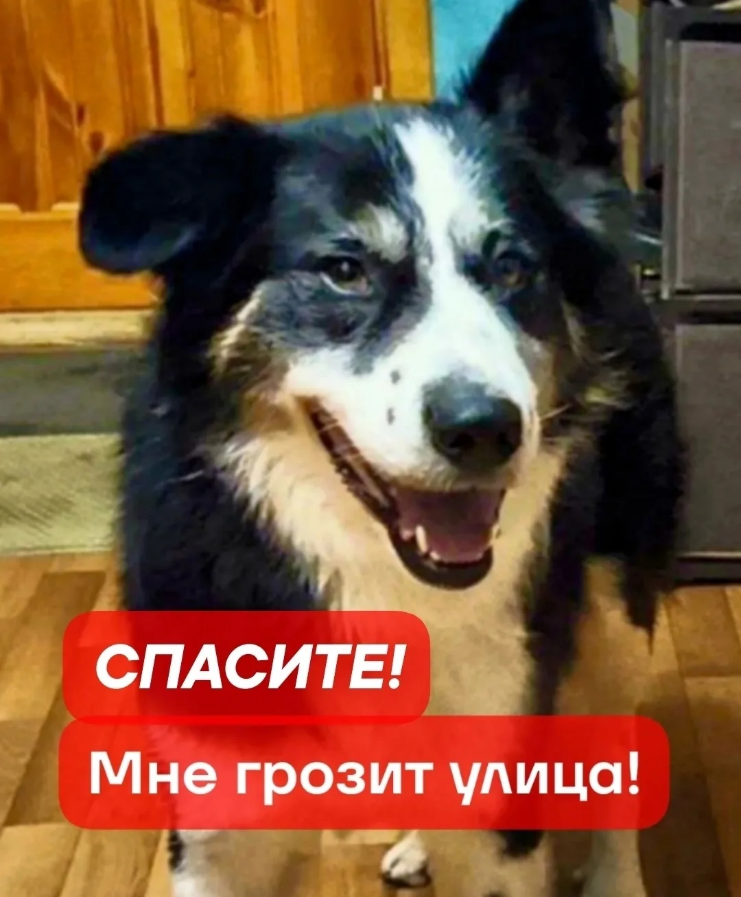 Найдена собака в Люберцах — фото питомца