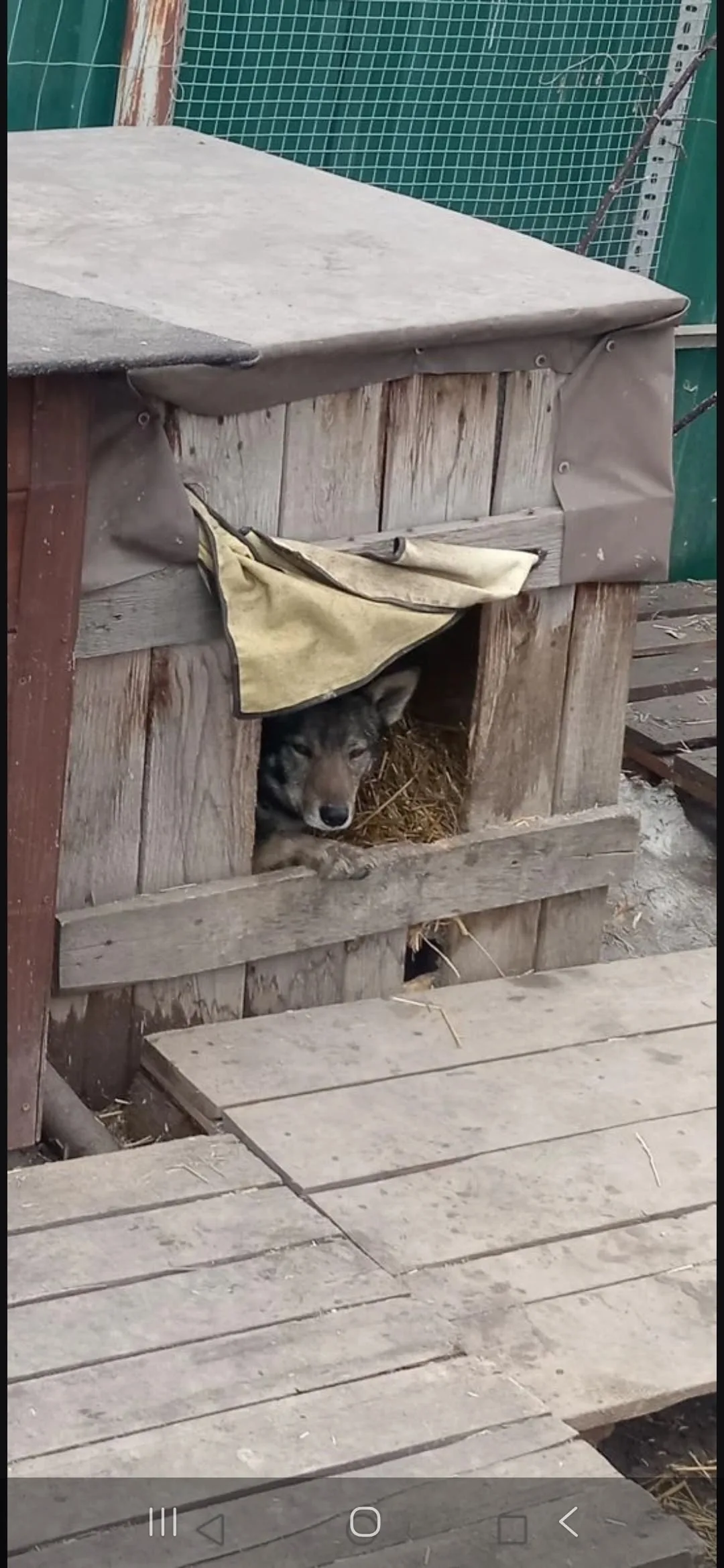 Пропала собака в Бердске — фото питомца